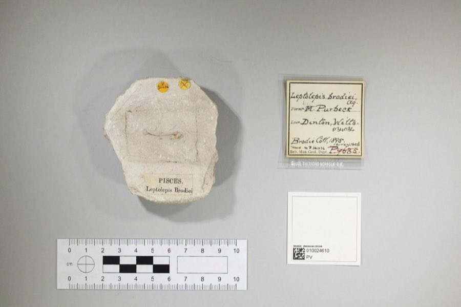 Leptolepis — Leptolepis brodiei Agassiz, 1845 (NHMUK PV P 34036)