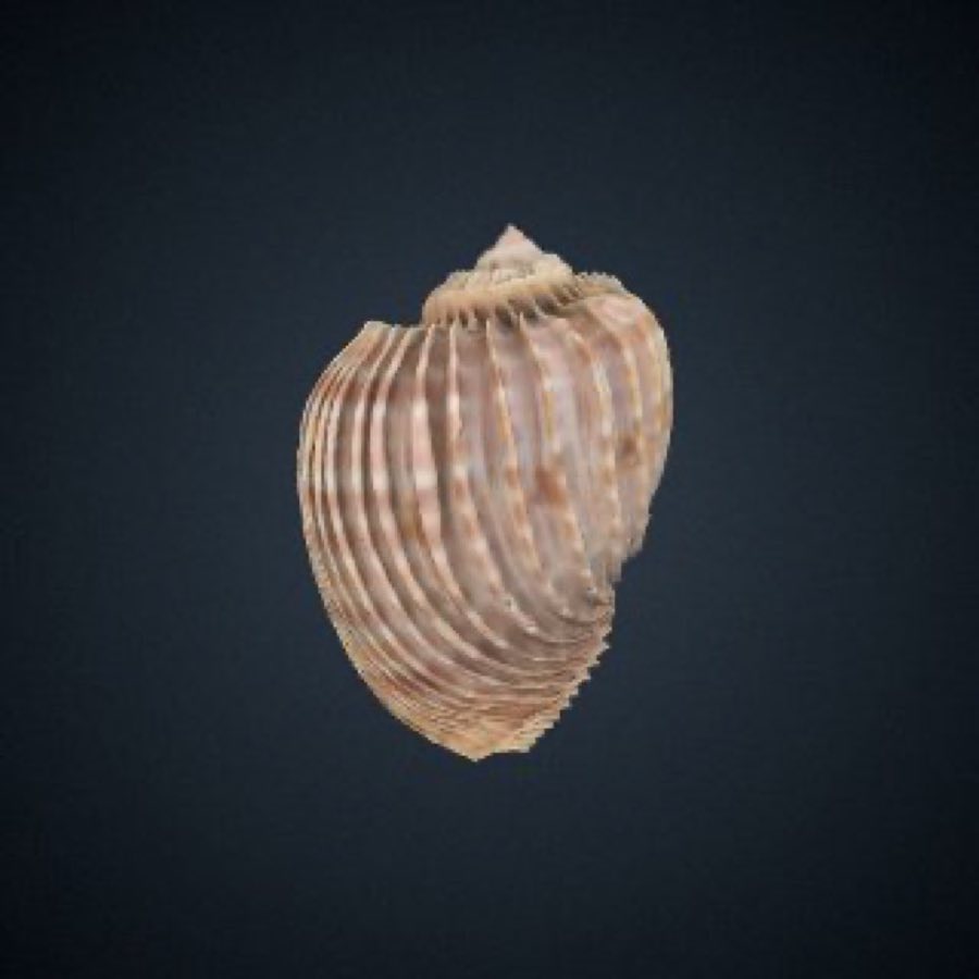 Harpa — Harpa costata