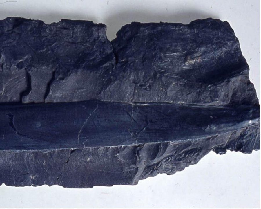 Cordaites — Cordaites angulosostriatus (NHMUK PB V 1905)