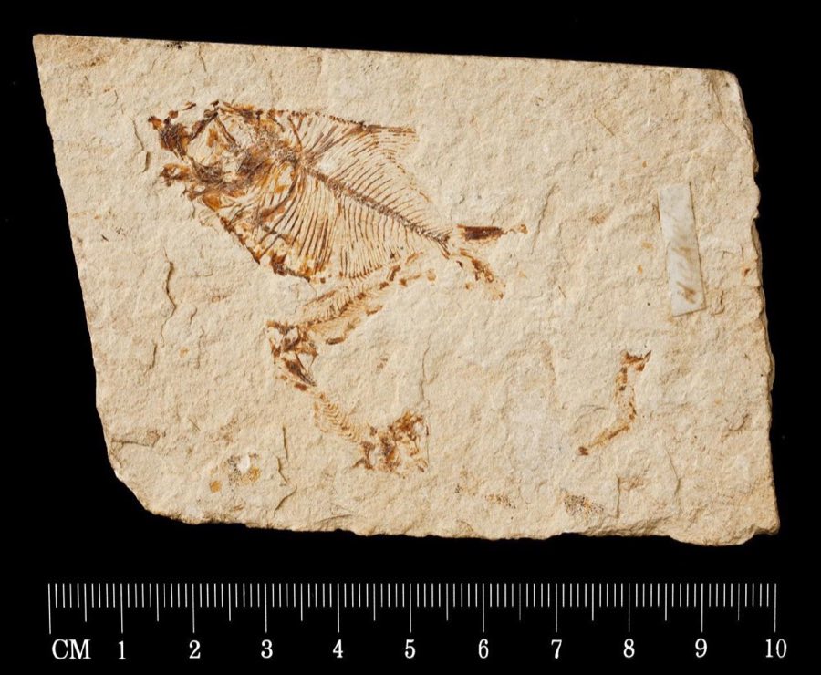 Diplomystus dentatus — Diplomystus birdi Woodward, 1895, HOLOTYPE (NHMUK PV P 96)