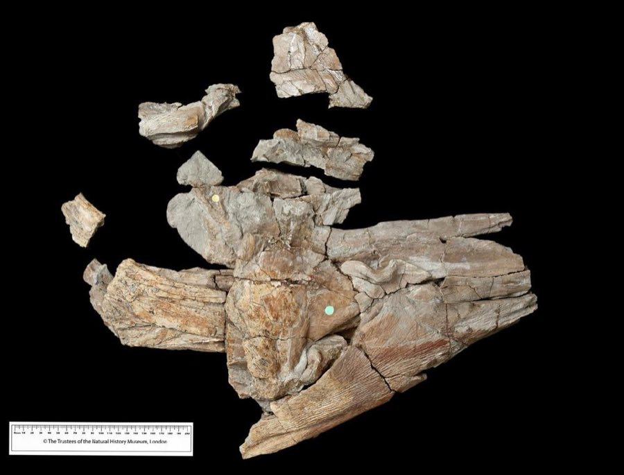 Mawsonia — Mawsonia gigas Woodward in Mawson and Woodward, 1907, PART OF HOLOTYPE (NHMUK PV P 10355)
