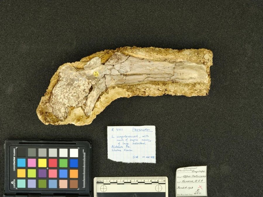 Pteranodon longiceps — Pteranodon longiceps Marsh, 1876 (NHMUK PV R 4011)