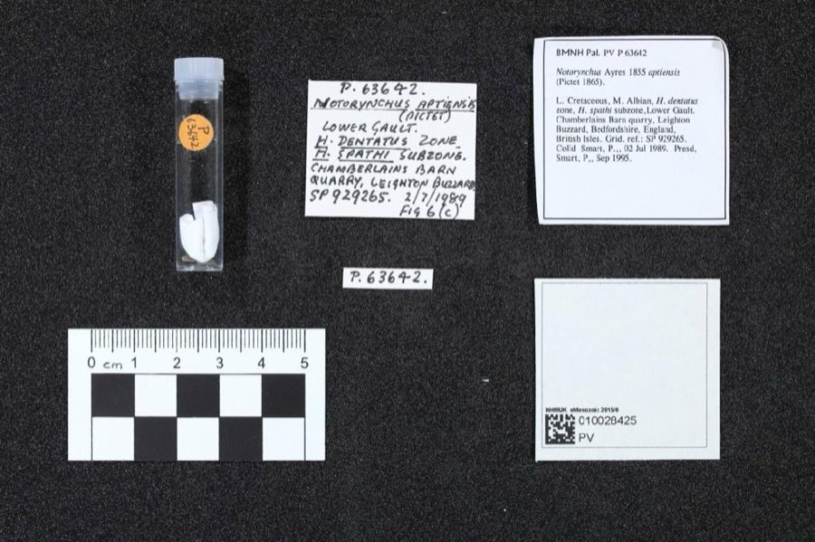 Notorynchus — Notorynchus aptiensis (Pictet 1865) (NHMUK PV P 63642)