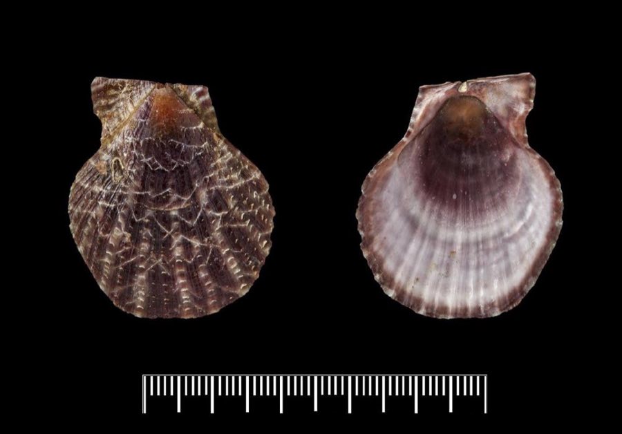 Ostrea — Ostrea squamosa Gmelin, 1791, LECTOTYPE (NHMUK 20160444)