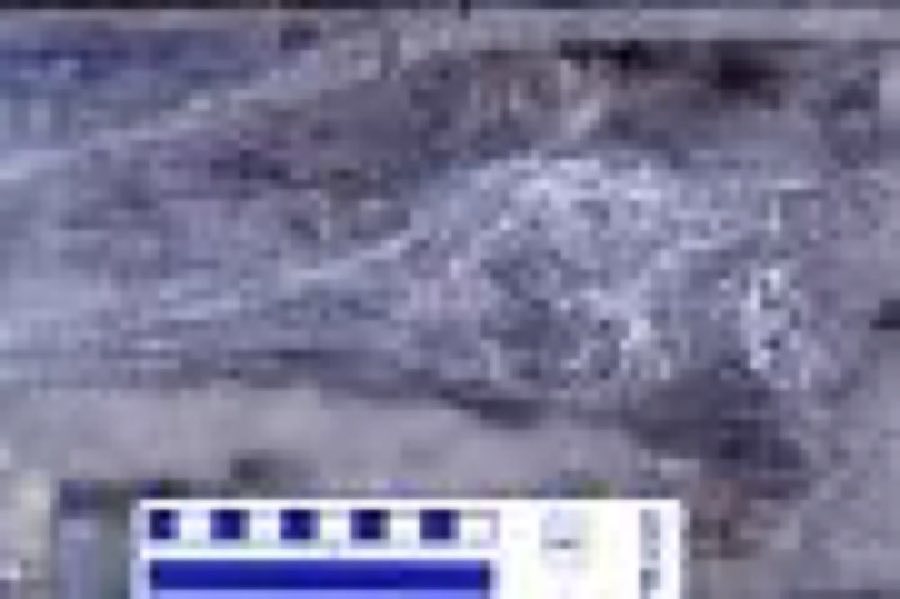 Stenopterygius — Stenopterygius sp