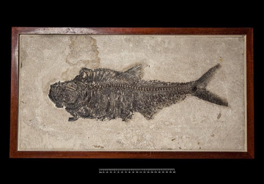 Diplomystus dentatus — Diplomystus dentatus Cope, 1877 (NHMUK PV P 7489)