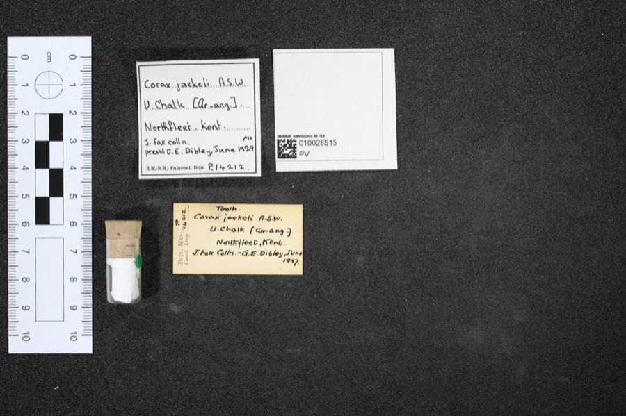 Micraster — Micraster (NHMUK PV P 14212 $1)