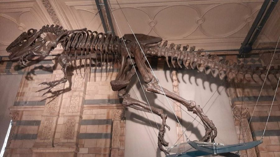Allosaurus — Allosaurus fragilis Marsh, 1877, NON-TYPE (NHMUK PV R 12153)