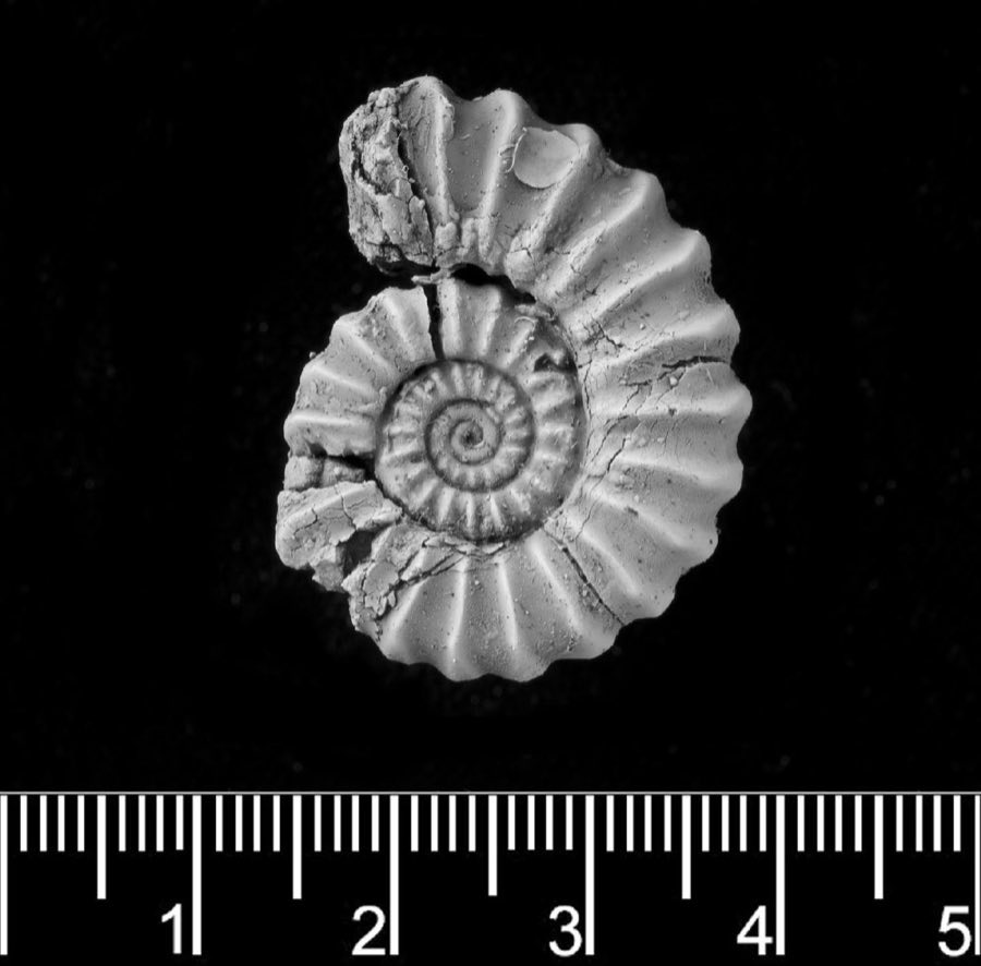 Promicroceras — Promicroceras pyritosum (NHMUK PI C 26875)