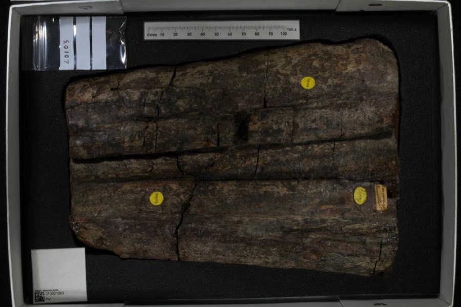 Ichthyosaurus — Ichthyosaurus De la Beche & Conybeare, 1821, NON-TYPE (NHMUK PV OR 40103 (2))