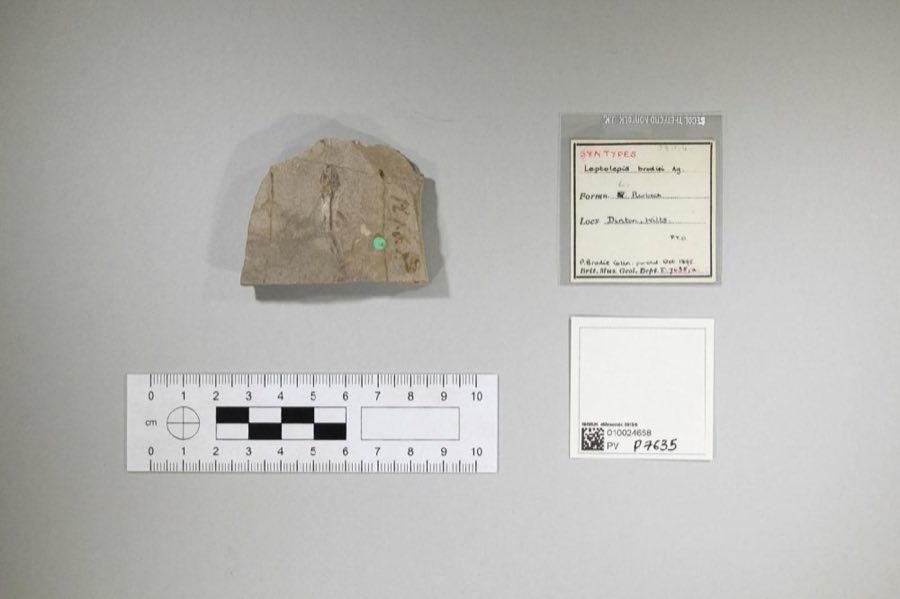 Leptolepis — Leptolepis brodiei Agassiz, 1845, Syntype (NHMUK PV P 7635)