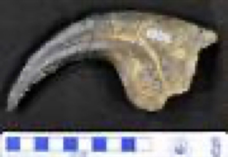 Allosaurus — Allosaurus fragilis Marsh, 1877
