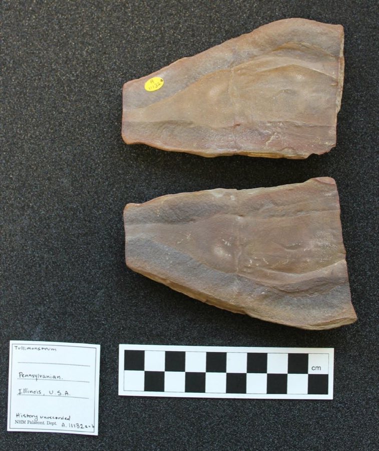 Tullimonstrum gregarium — Tullimonstrum gregarium Richardson, 1966, NON-TYPE (NHMUK PI A 11132 a)