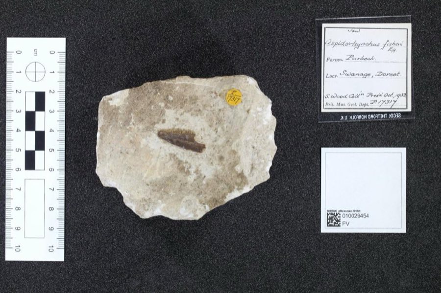 Aspidorhynchus — Aspidorhynchus fisheri Egerton, 1854 (NHMUK PV P 17317)