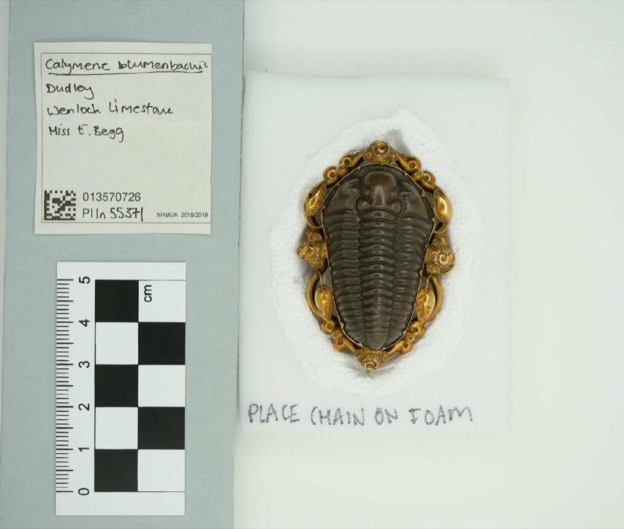 Calymene — Calymene blumenbachii Brongniart, 1817 (NHMUK PI In 55371)