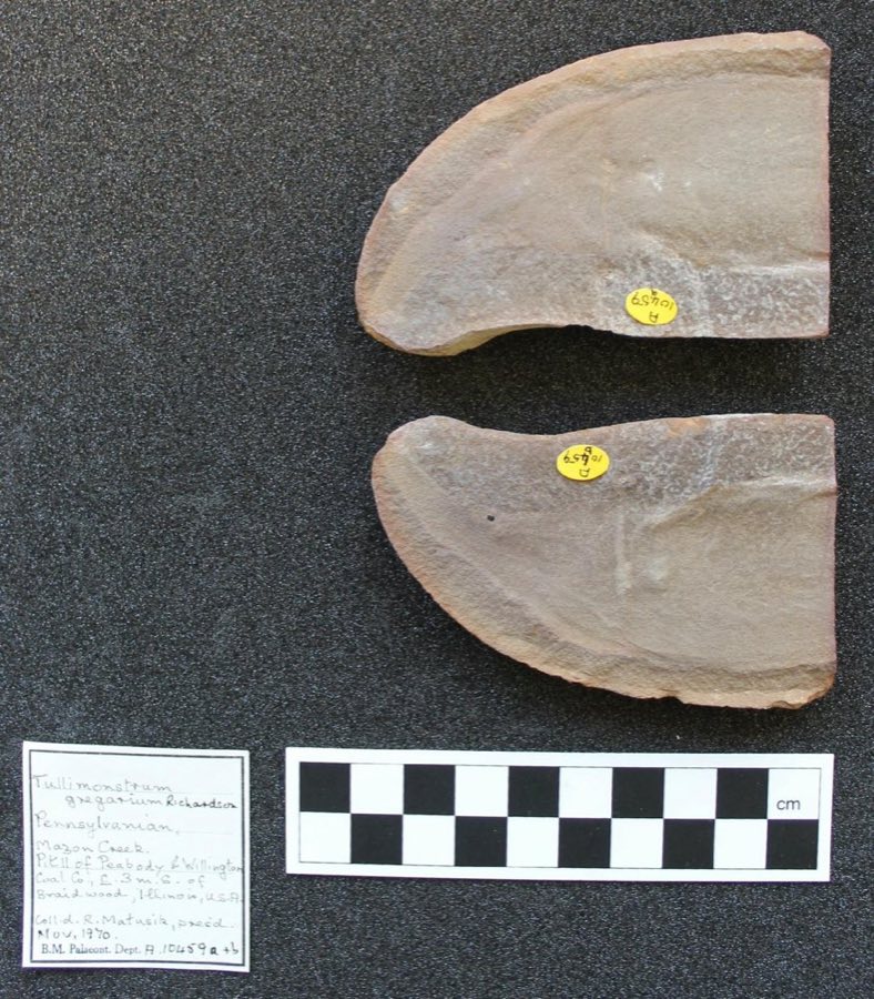 Tullimonstrum gregarium — Tullimonstrum gregarium Richardson, 1966, NON-TYPE (NHMUK PI A 10459 b)