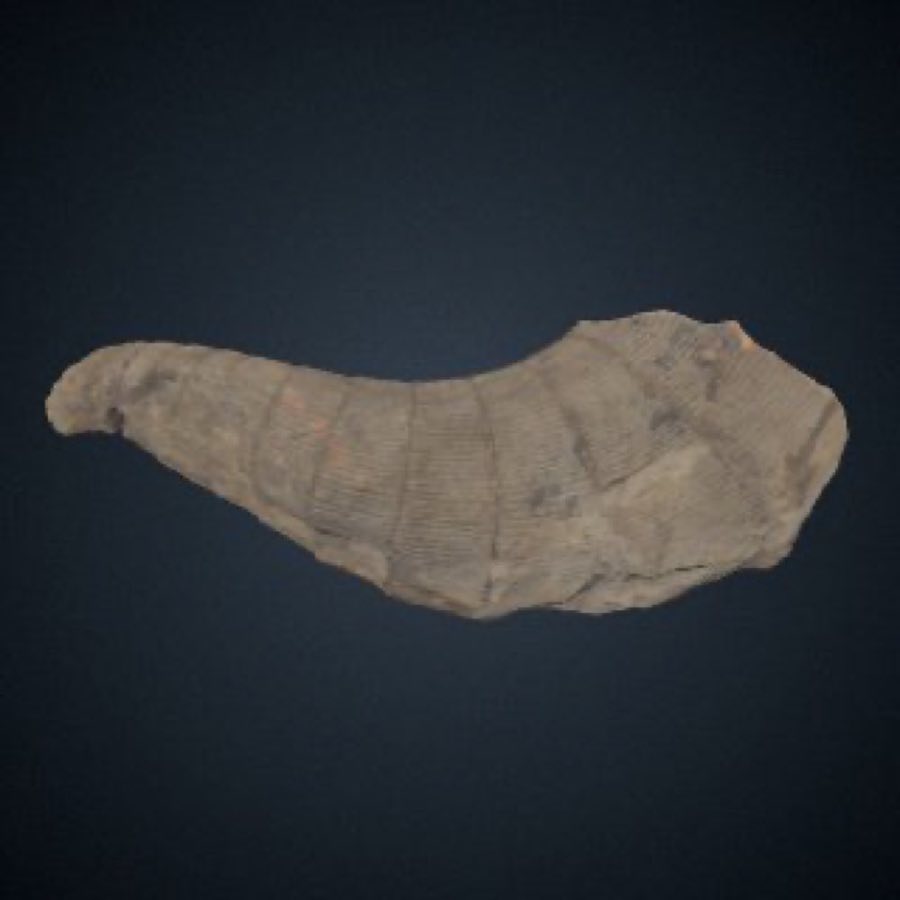 Calamites — Calamites sp