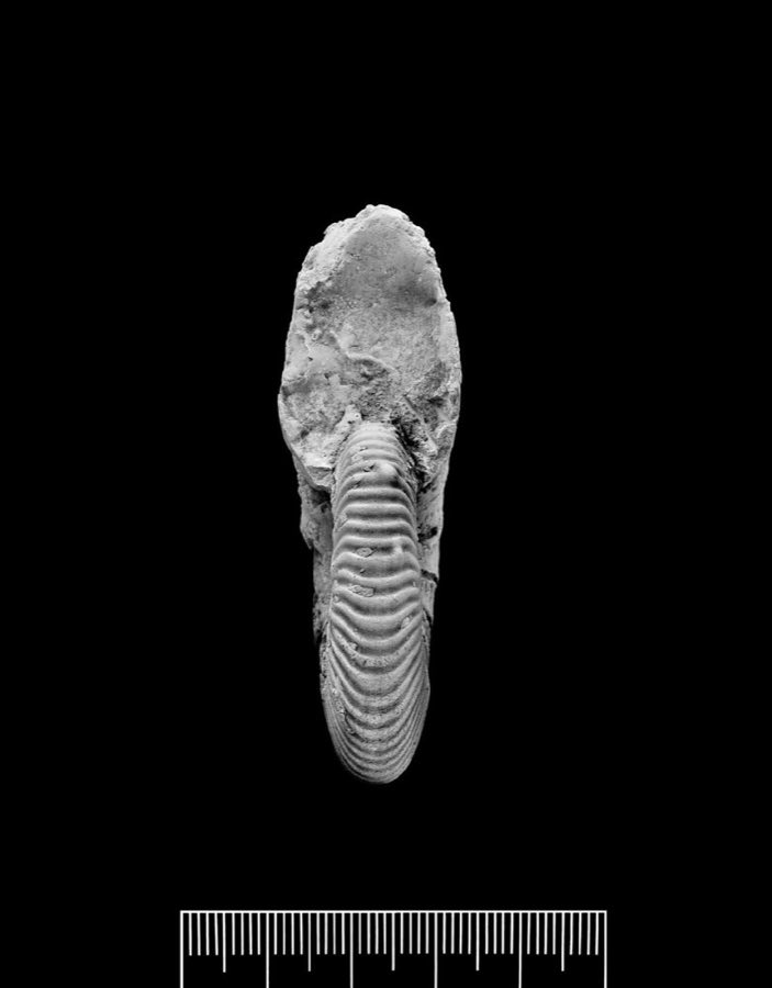 Asteroceras — Asteroceras stellare (Sowerby, 1815) (NHMUK PI OR 43969 (a))