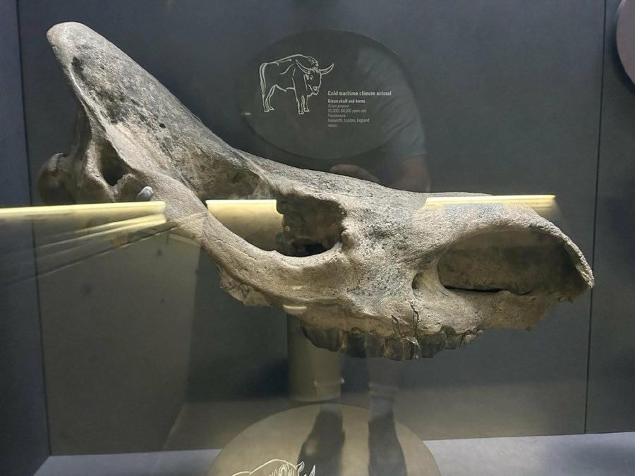 Coelodonta antiquitatis — Coelodonta antiquitatis Blumenbach, 1799, NON-TYPE (NHMUK PV M 8584)