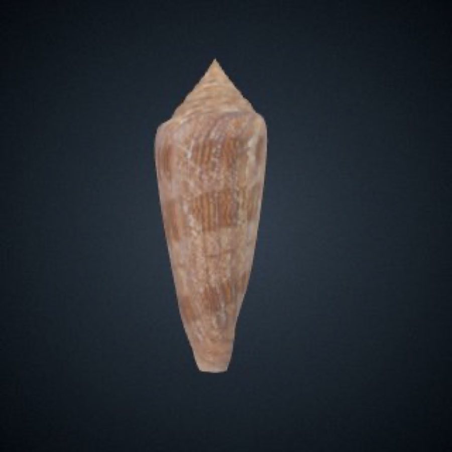 Conus — Conus gloriamaris