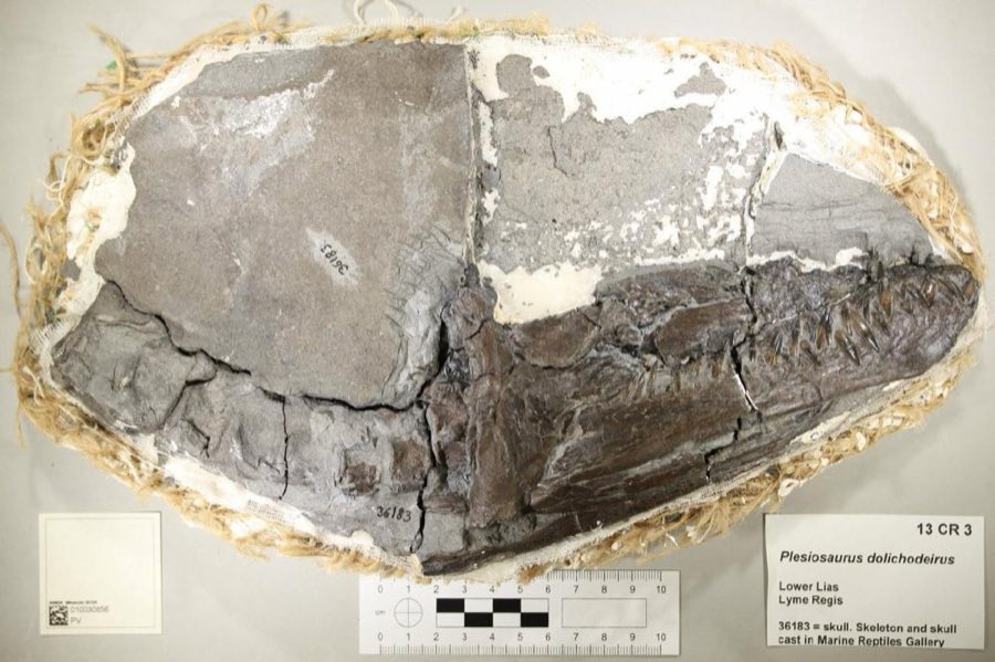 Plesiosaurus — Plesiosaurus dolichodeirus Conybeare, 1824, Figured (NHMUK PV OR 36183)