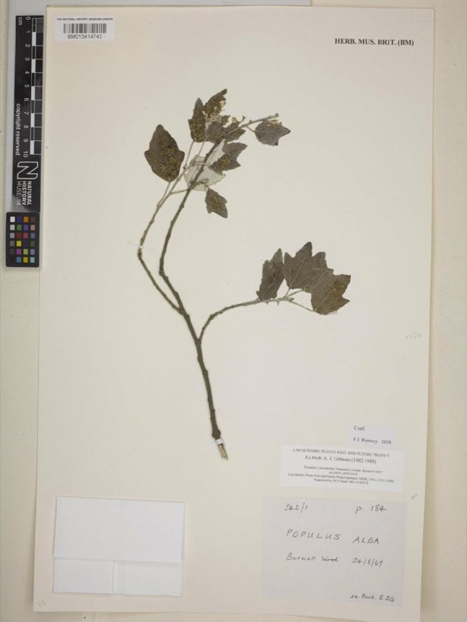 Populus — Populus alba L. (NHMUK BM013414743)