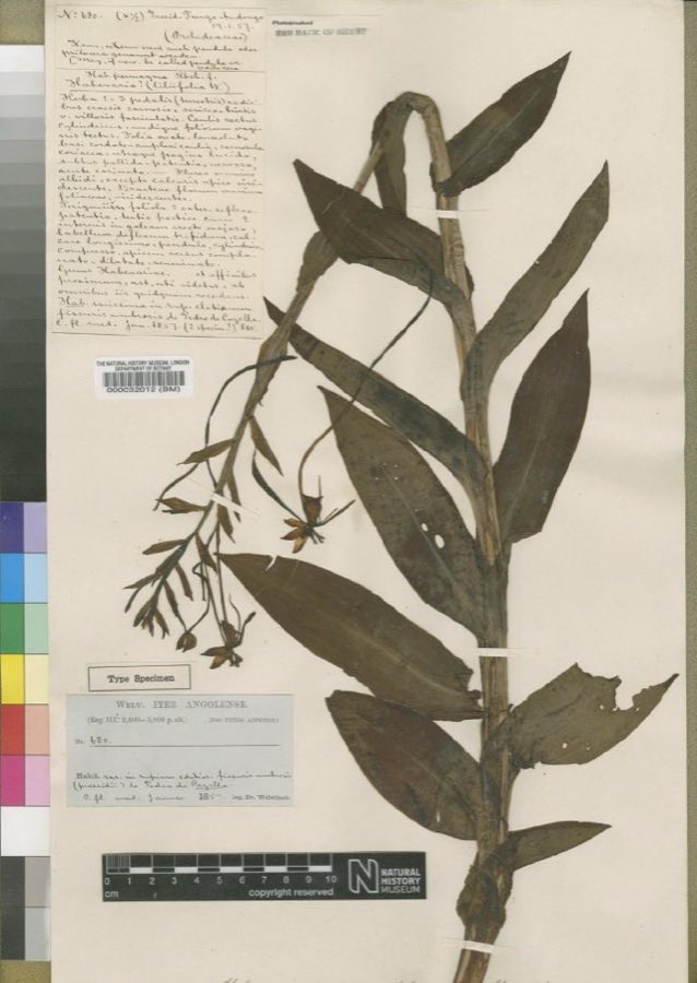 Psiloceras — Habenaria psiloceras Welw. ex Rchb.f., Type (NHMUK BM000032012)