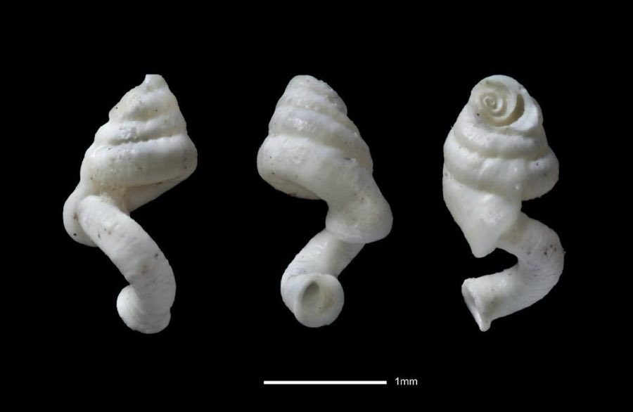 Vermicularia — Vermicularia maoriana Powell, 1937, HOLOTYPE (NHMUK 19621042)