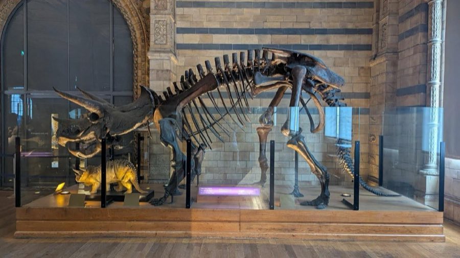 Triceratops — Triceratops horridus Marsh 1889 (NHMUK PV R 10957)