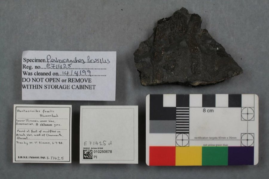 Pentacrinites — Pentacrinites fossilis Blumenbach, 1804 (NHMUK PI E 71425 (d))
