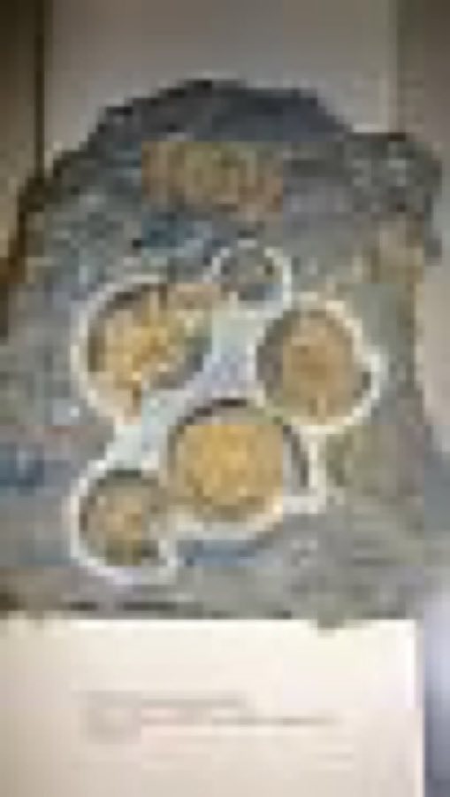 Promicroceras — Promicroceras planicosta