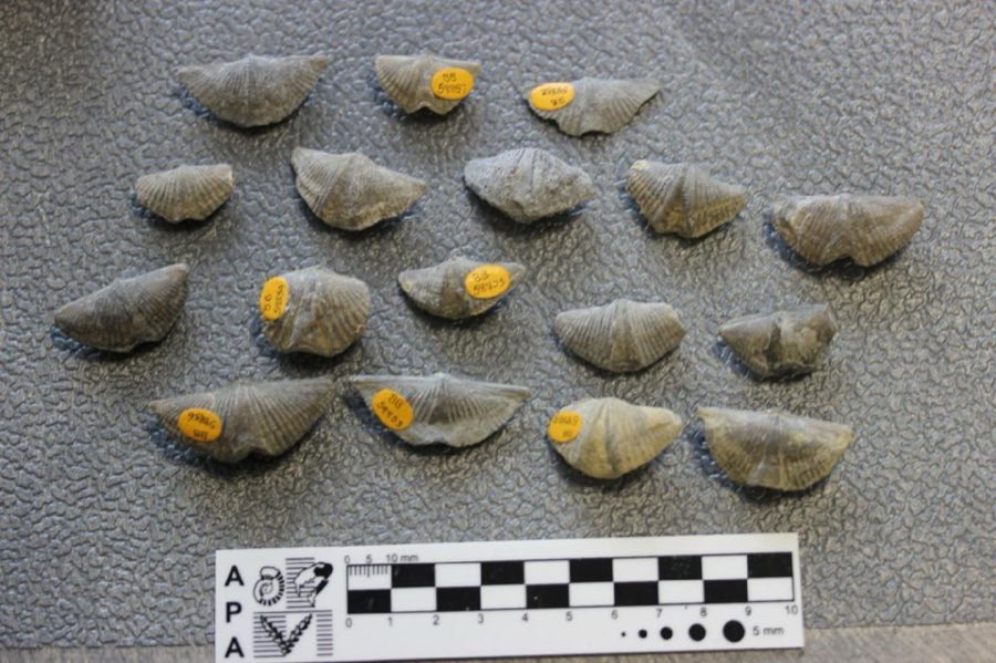 Mucrospirifer — Mucrospirifer thedfordensis (NHMUK PI BB 58859)