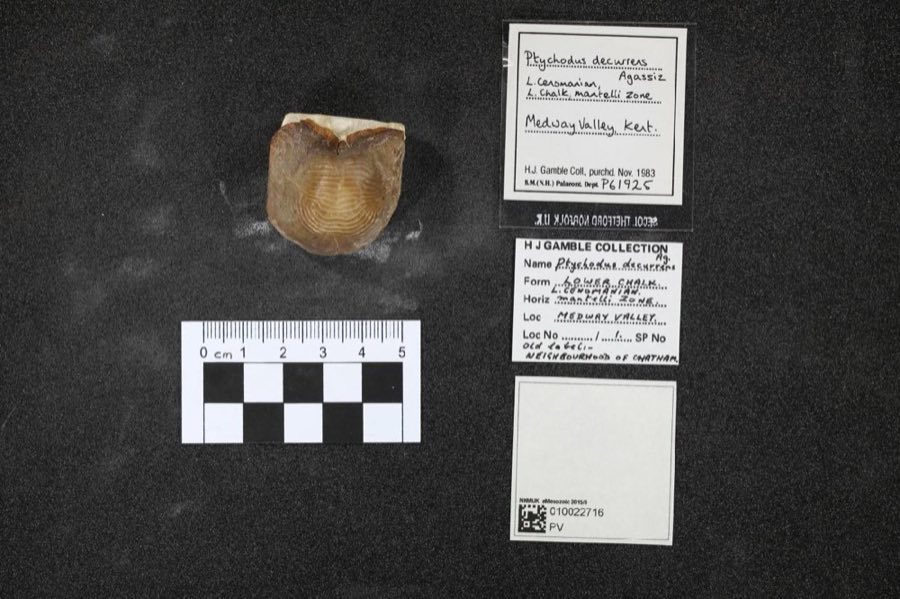 Ptychodus — Ptychodus decurrens infraphylum Gnathostomata Agassiz, 1839 (NHMUK PV P 61925)