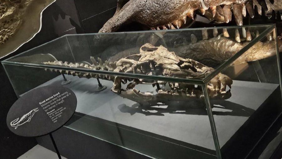 Platecarpus — Platecarpus ictericus Cope, 1871 (NHMUK PV R 4001)