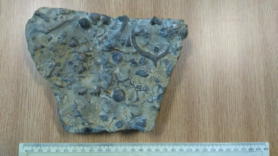 Favosites — Favosites Lamarck, 1816 (NHMUK PE PEI 5474)