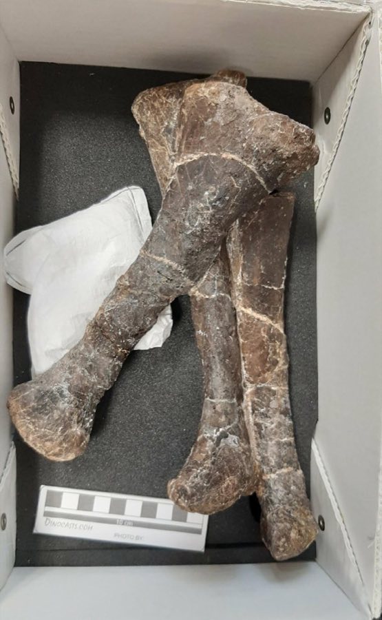Camptosaurus — Camptosaurus Marsh, 1885, NON-TYPE (NHMUK PV R 38873)