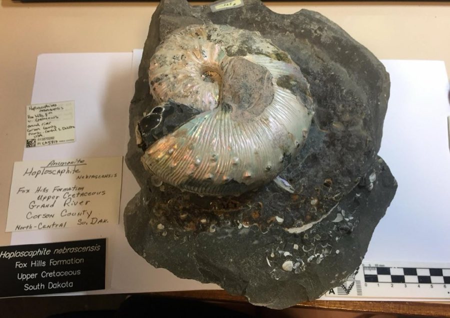 Hoploscaphites — Hoploscaphites nebrascensis (NHMUK PI CA 5817)