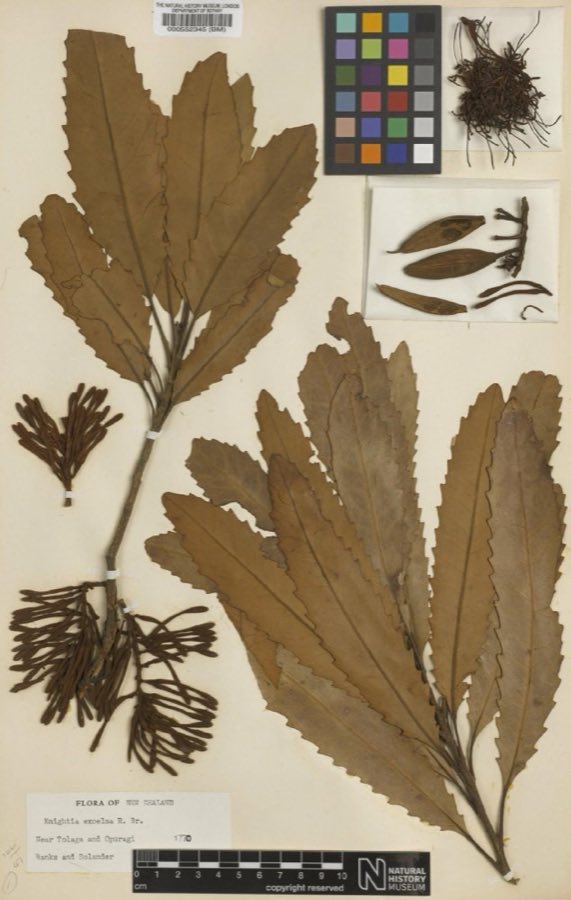 Knightia eocaena — Knightia excelsa R.Br., Type (NHMUK BM000552345)