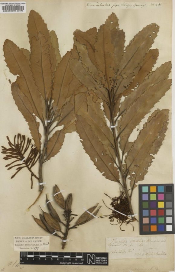 Knightia eocaena — Knightia excelsa R.Br., Type (NHMUK BM000050969)