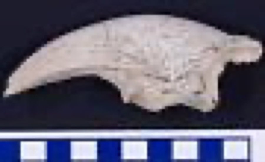 Megalonyx — Megalonyx leptostomus Cope