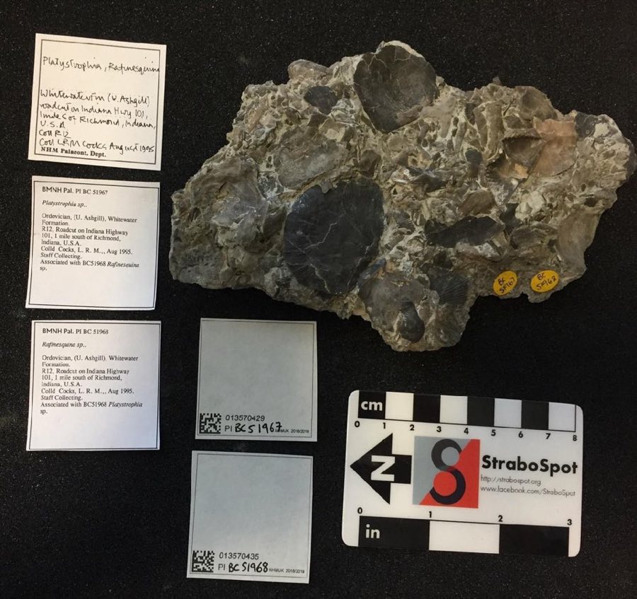 Platystrophia — Platystrophia King 1850, NON-TYPE (NHMUK PI BC 51967)