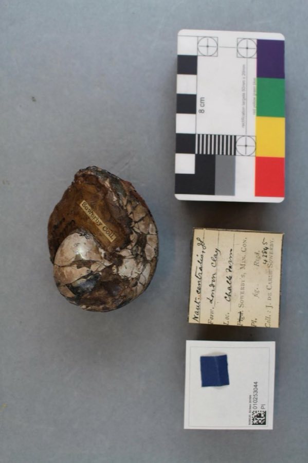 Eutrephoceras — Eutrephoceras centralis (J. Sowerby, 1812) (NHMUK PI OR 43845)