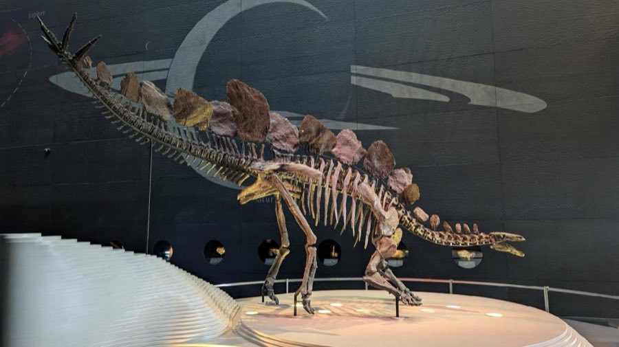 Stegosaurus — Stegosaurus stenops Marsh, 1887, NON-TYPE (NHMUK PV R 36730)