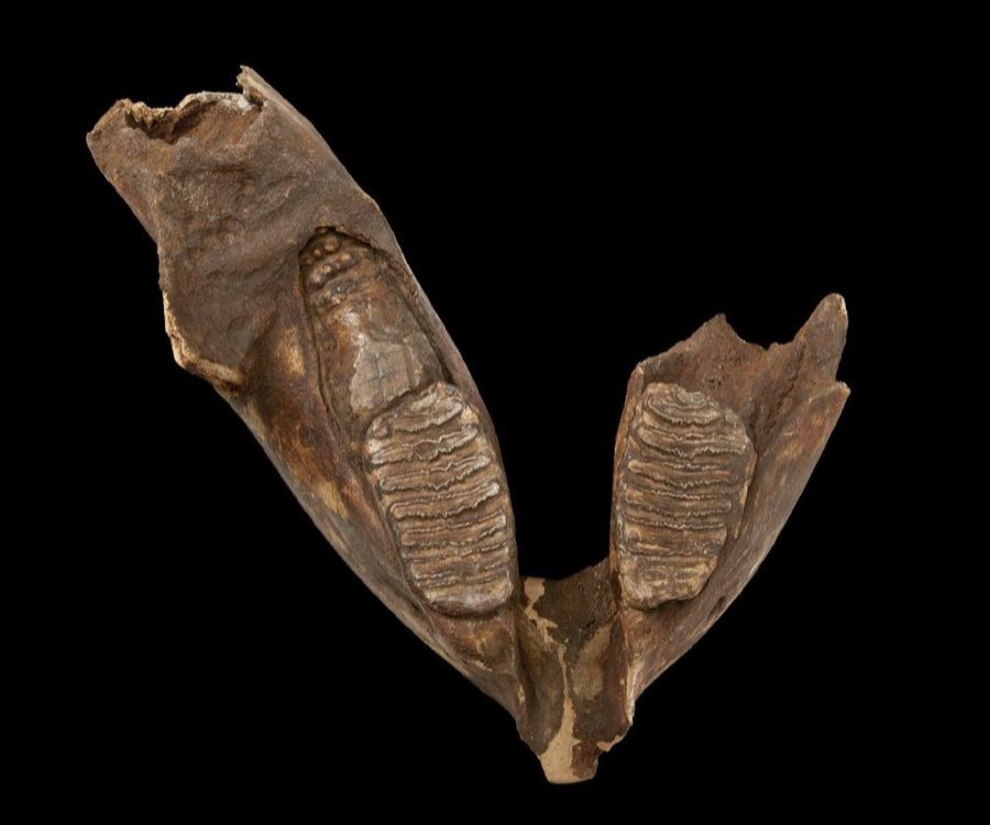 Mammuthus — Mammuthus trogontherii (Pohlig, 1885), NON-TYPE (NHMUK PV M 18483)