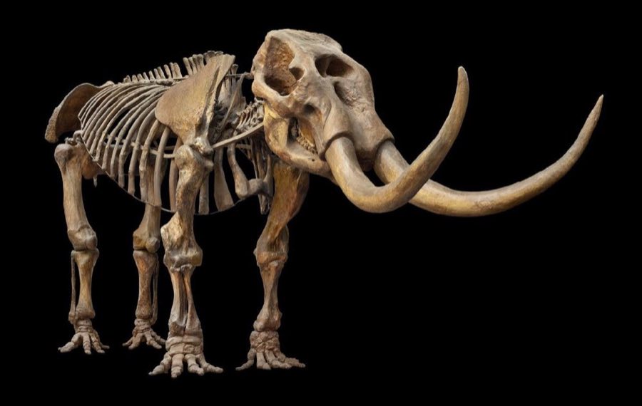 Mammut americanum — Mammut americanum (Kerr, 1792) (NHMUK PV OR 15913)