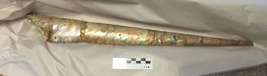 Baculites — Baculites Lamarck, 1799 (NHMUK PI CA 5581)