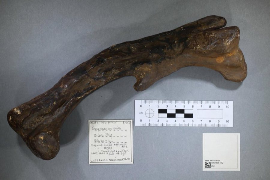 Camptosaurus — Camptosaurus leedsi, Cast of holotype (NHMUK PV R 1608)