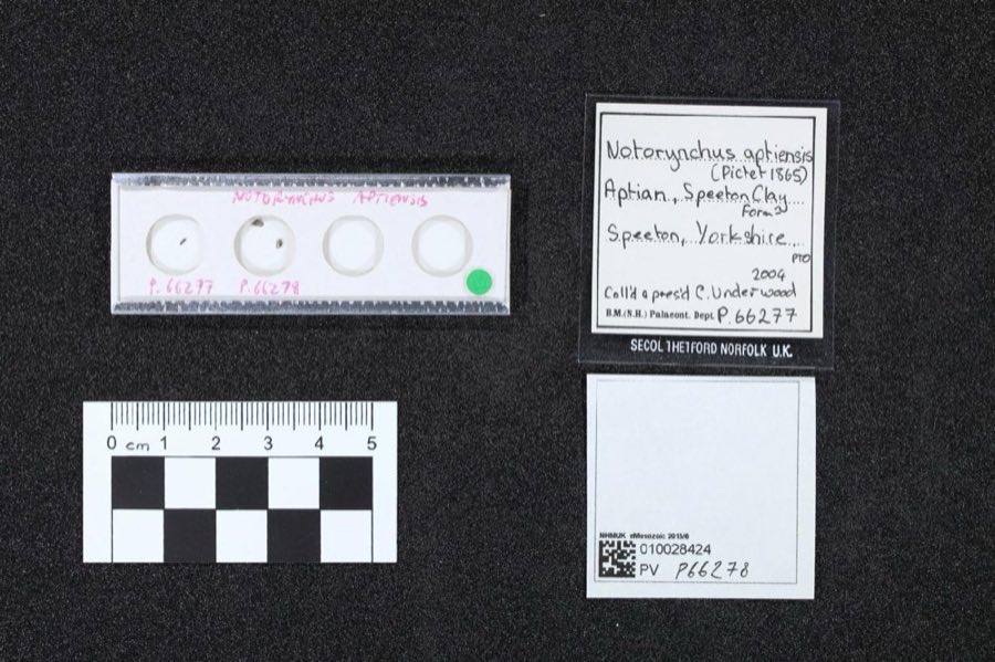 Notorynchus — Notorynchus aptiensis (Pictet 1865) (NHMUK PV P 66278)