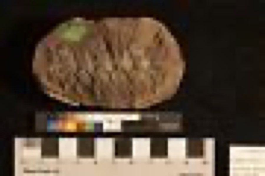 Annularia — Annularia sphenophylloides Lesquereux