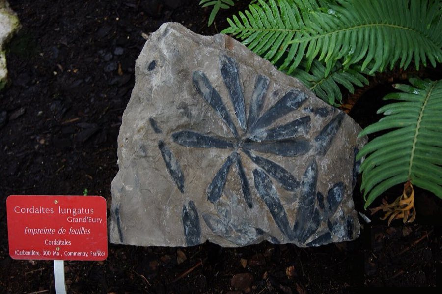 Specimen to identify